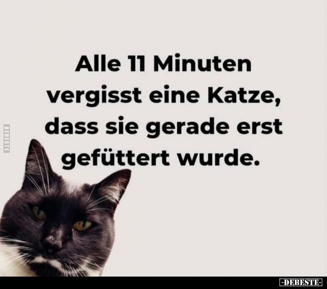 Alle 11 Minuten vergisst eine Katze, dass sie gerade erst gefüttert wurde.