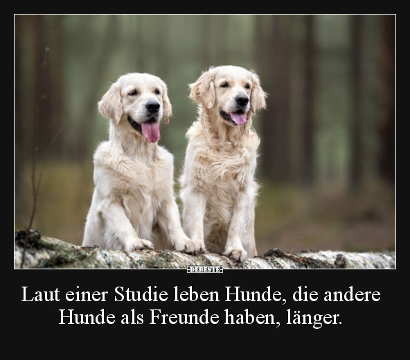 Laut einer Studie leben Hunde, die andere Hunde als.. - Lustige Bilder | DEBESTE.de