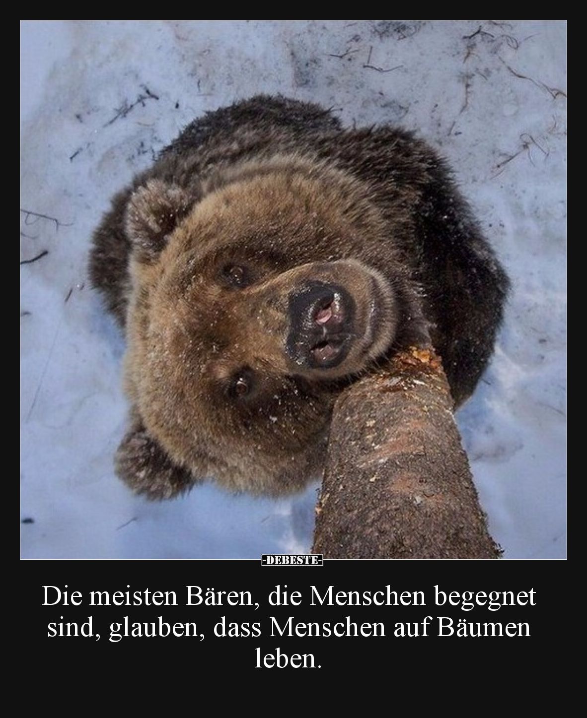 Die meisten Bären, die Menschen begegnet sind, glauben.. - Lustige Bilder | DEBESTE.de