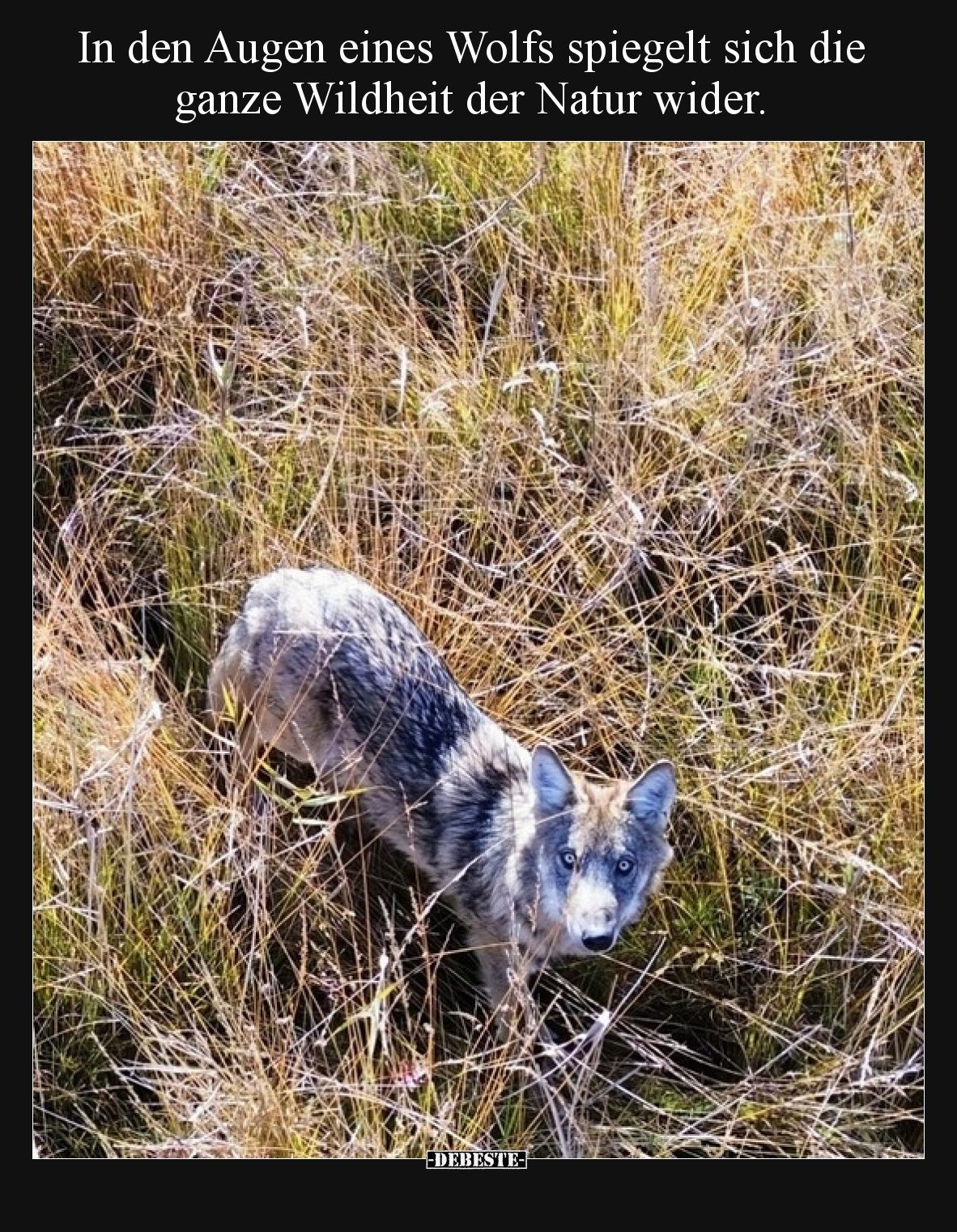 In den Augen eines Wolfs spiegelt sich die ganze Wildheit der Natur wider.