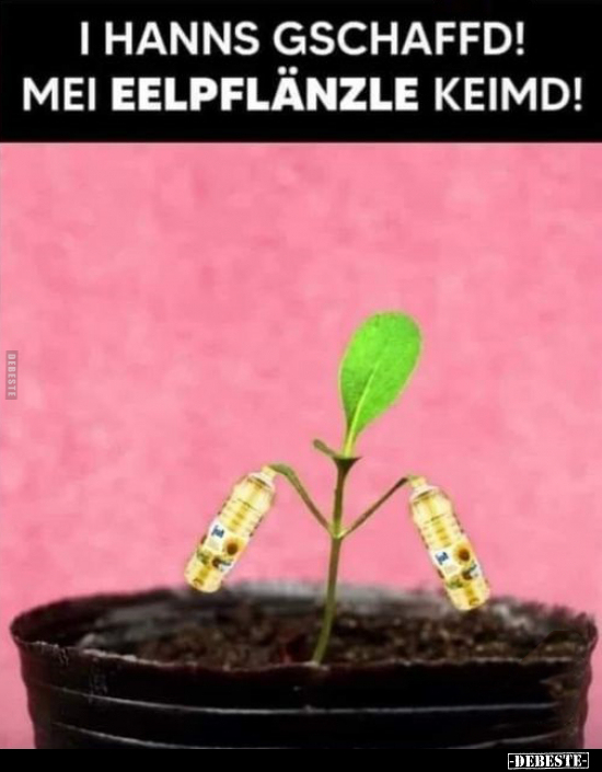HANNS GSCHAFFD! MEI EELPFLANZLE KEIMD!
