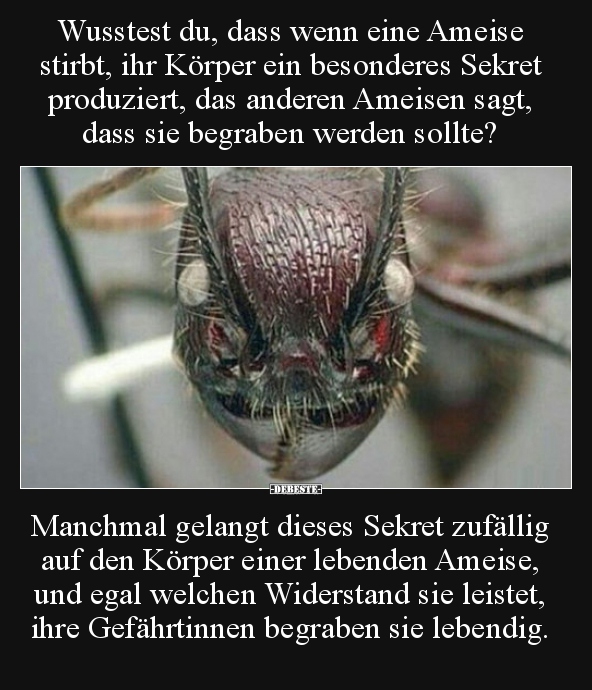 Wusstest du, dass wenn eine Ameise stirbt, ihr Körper ein.. - Lustige Bilder | DEBESTE.de