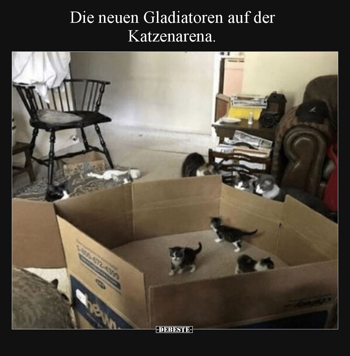 Die neuen Gladiatoren auf der Katzenarena.