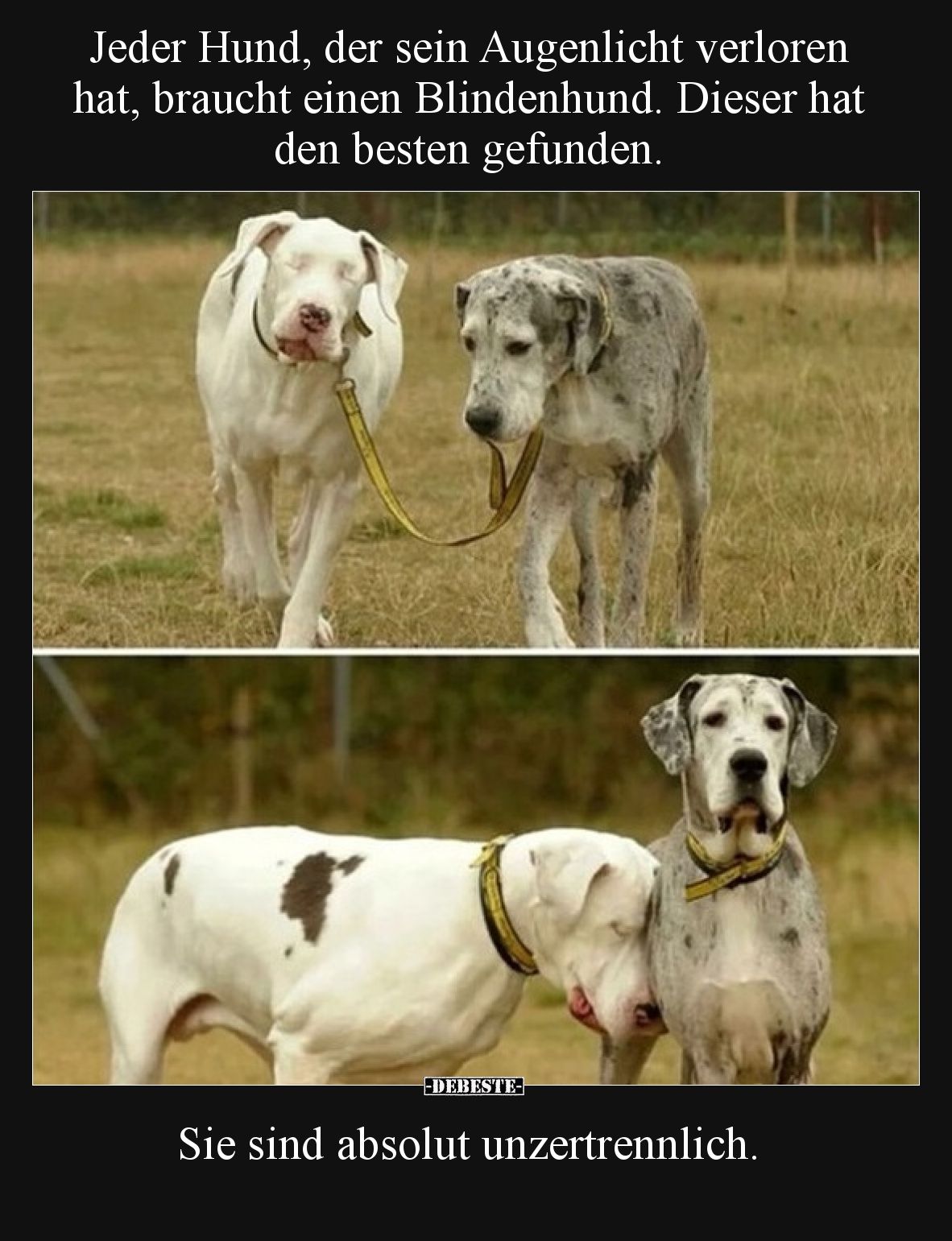 Jeder Hund, der sein Augenlicht verloren hat, braucht einen Blindenhund. Dieser hat den besten gefunden.

Sie sind absolut ...
