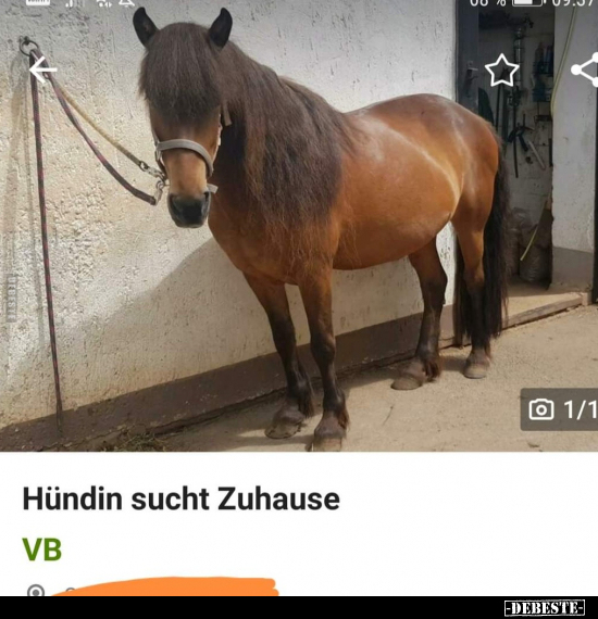 Hündin sucht Zuhause..