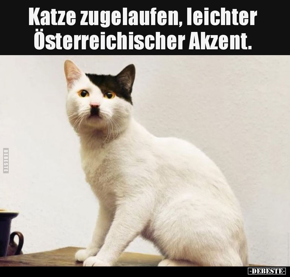 Katze zugelaufen,
leichter Österreichischer Akzent.