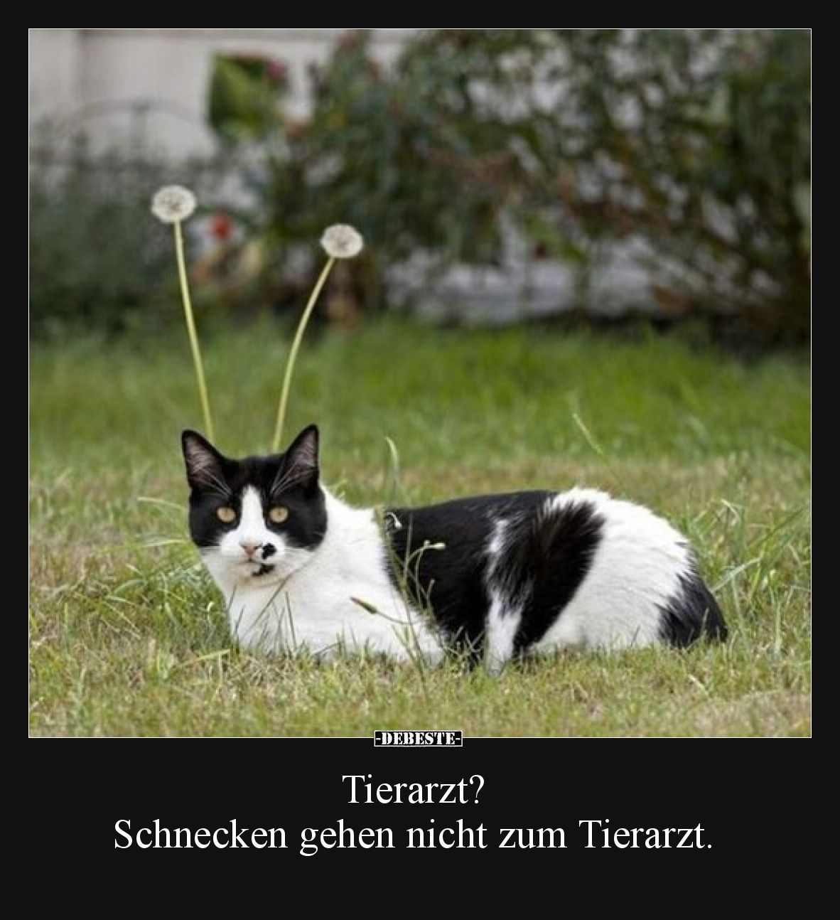 Tierarzt? Schnecken gehen nicht zum Tierarzt.