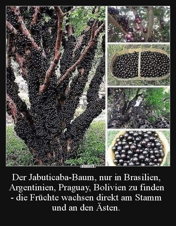 Der Jabuticaba-Baum, nur in Brasilien, Argentinien.. - Lustige Bilder | DEBESTE.de