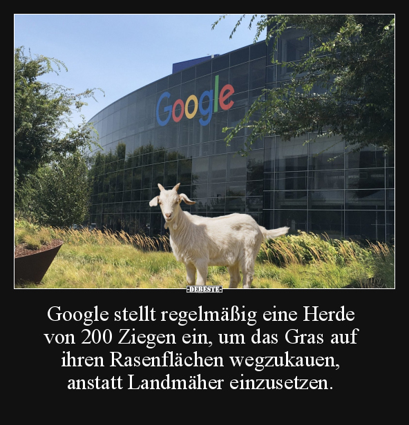 Google stellt regelmäßig eine Herde von 200 Ziegen ein.. - Lustige Bilder | DEBESTE.de
