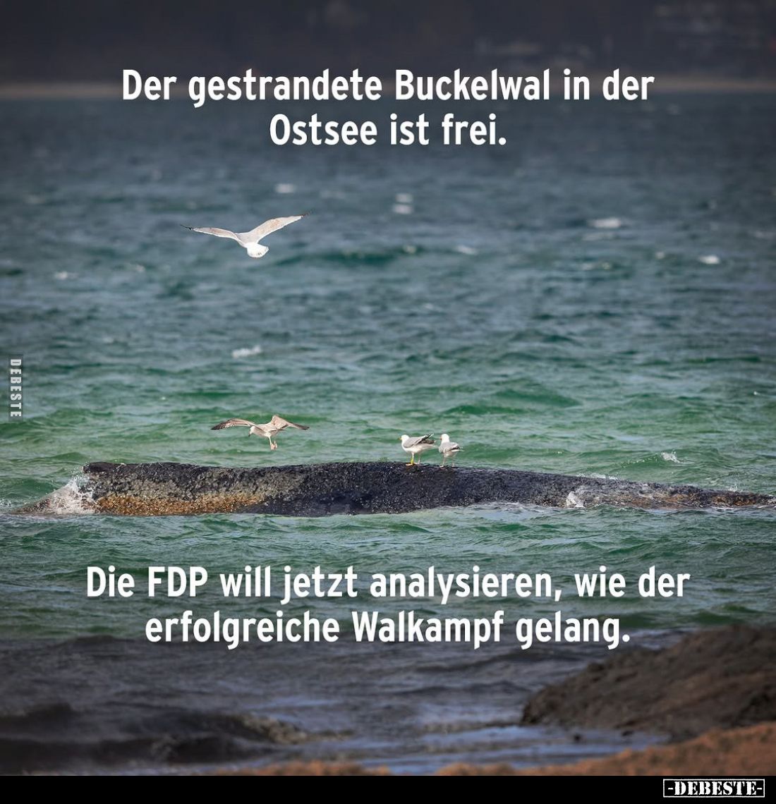Der gestrandete Buckelwal in der Ostsee ist frei.
Die FDP will jetzt analysieren, wie der erfolgreiche Walkampf gelang.