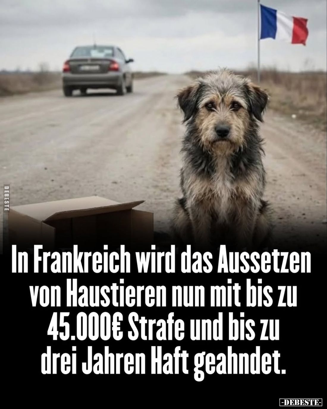 In Frankreich wird das Aussetzen von Haustieren nun mit bis zu 45.000€ Strafe und bis zu drei Jahren Haft geahndet.