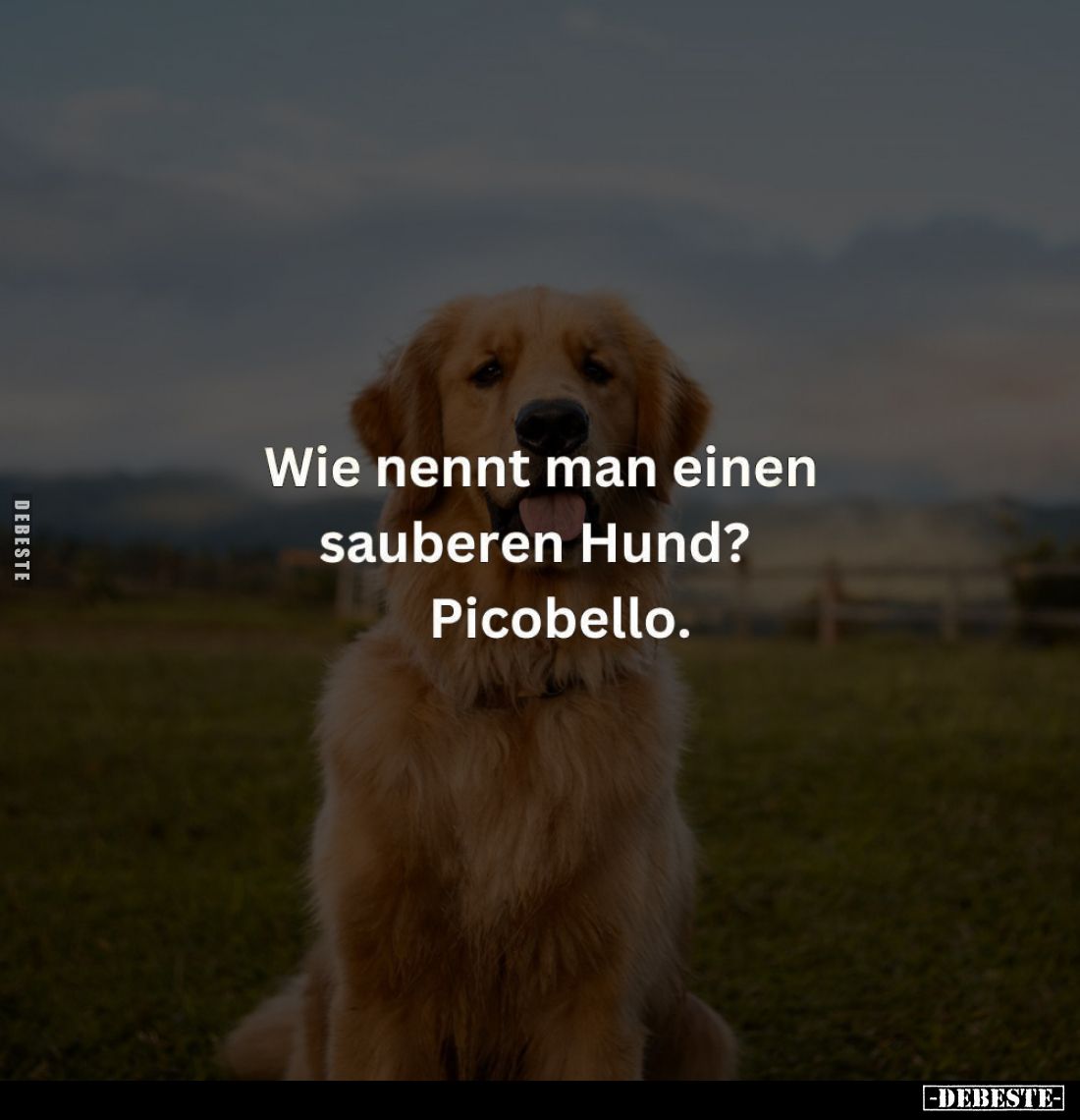Wie nennt man einen sauberen Hund? Picobello.