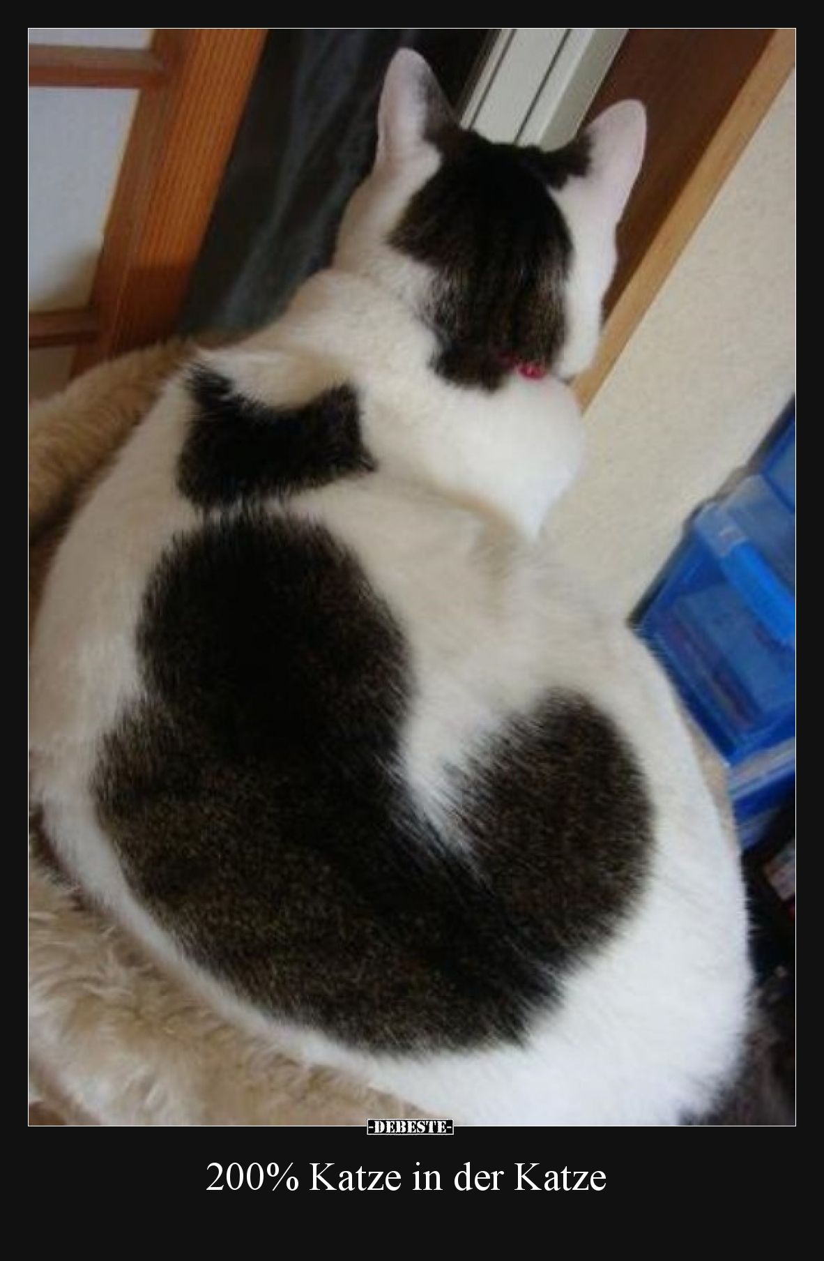 200% Katze in der Katze.. - Lustige Bilder | DEBESTE.de