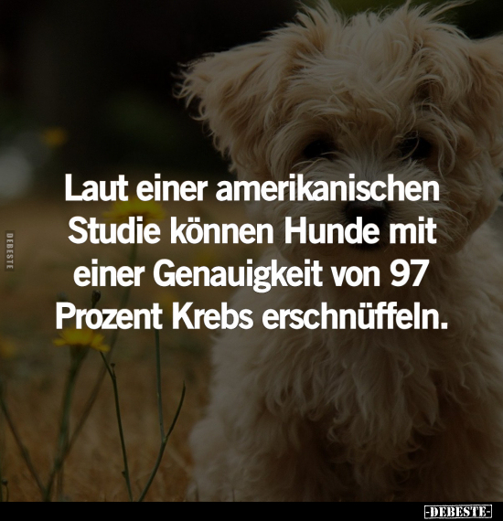 Hunde, Krebs