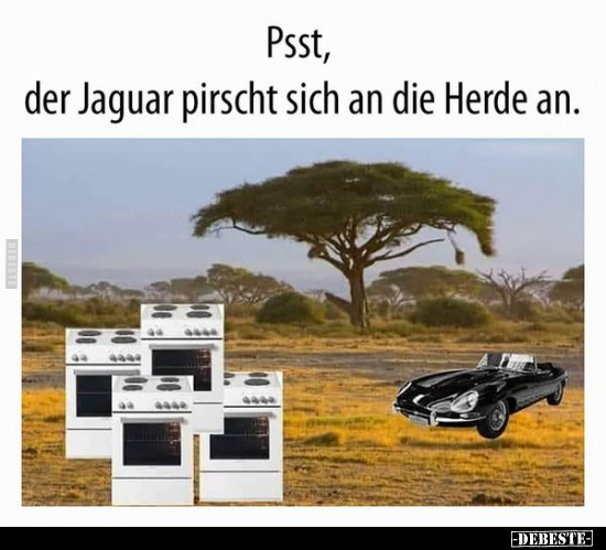 Psst, der Jaguar pirscht sich an die Herde an... - Lustige Bilder | DEBESTE.de