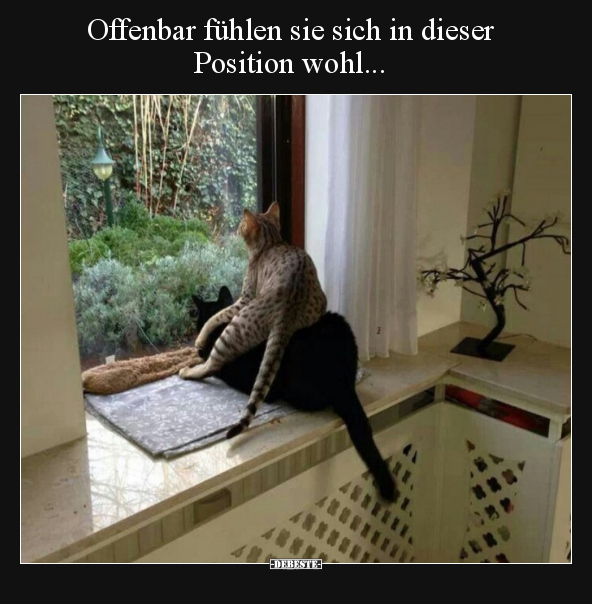 Offenbar fühlen sie sich in dieser Position wohl... - Lustige Bilder | DEBESTE.de