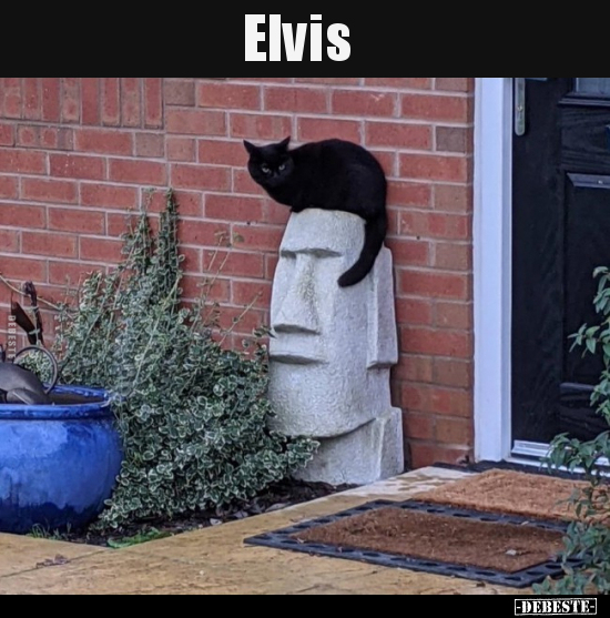 Elvis.. - Lustige Bilder | DEBESTE.de