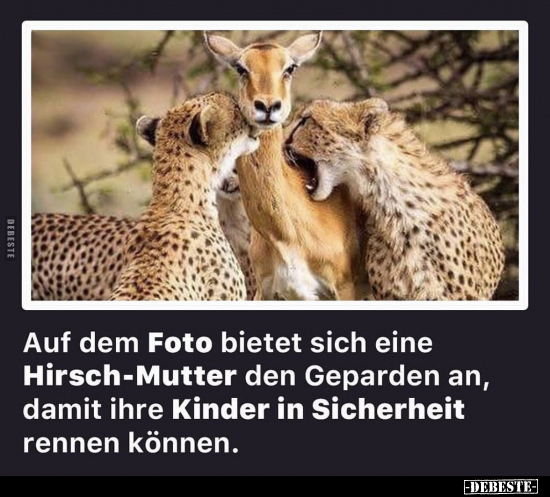 Auf dem Foto bietet sich eine Hirsch-Mutter den Geparden.. - Lustige Bilder | DEBESTE.de