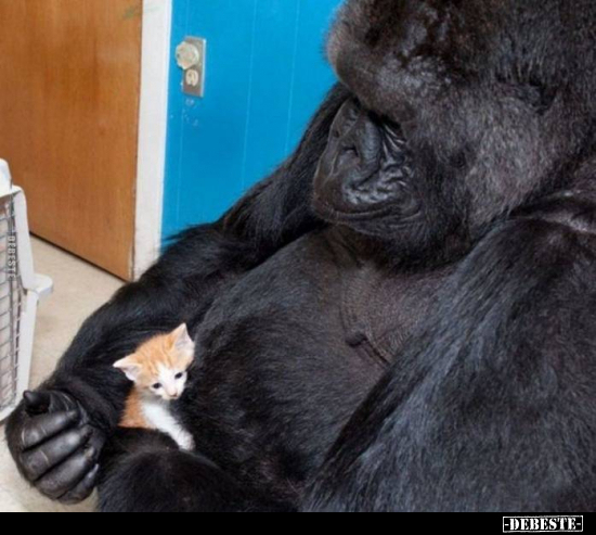  - Lustige Bilder | DEBESTE.de