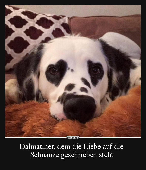 Dalmatiner, dem die Liebe auf die Schnauze geschrieben.. - Lustige Bilder | DEBESTE.de