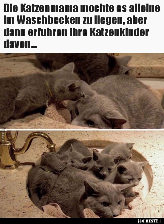 Die Katzenmama mochte es alleine im Waschbecken zu liegen..