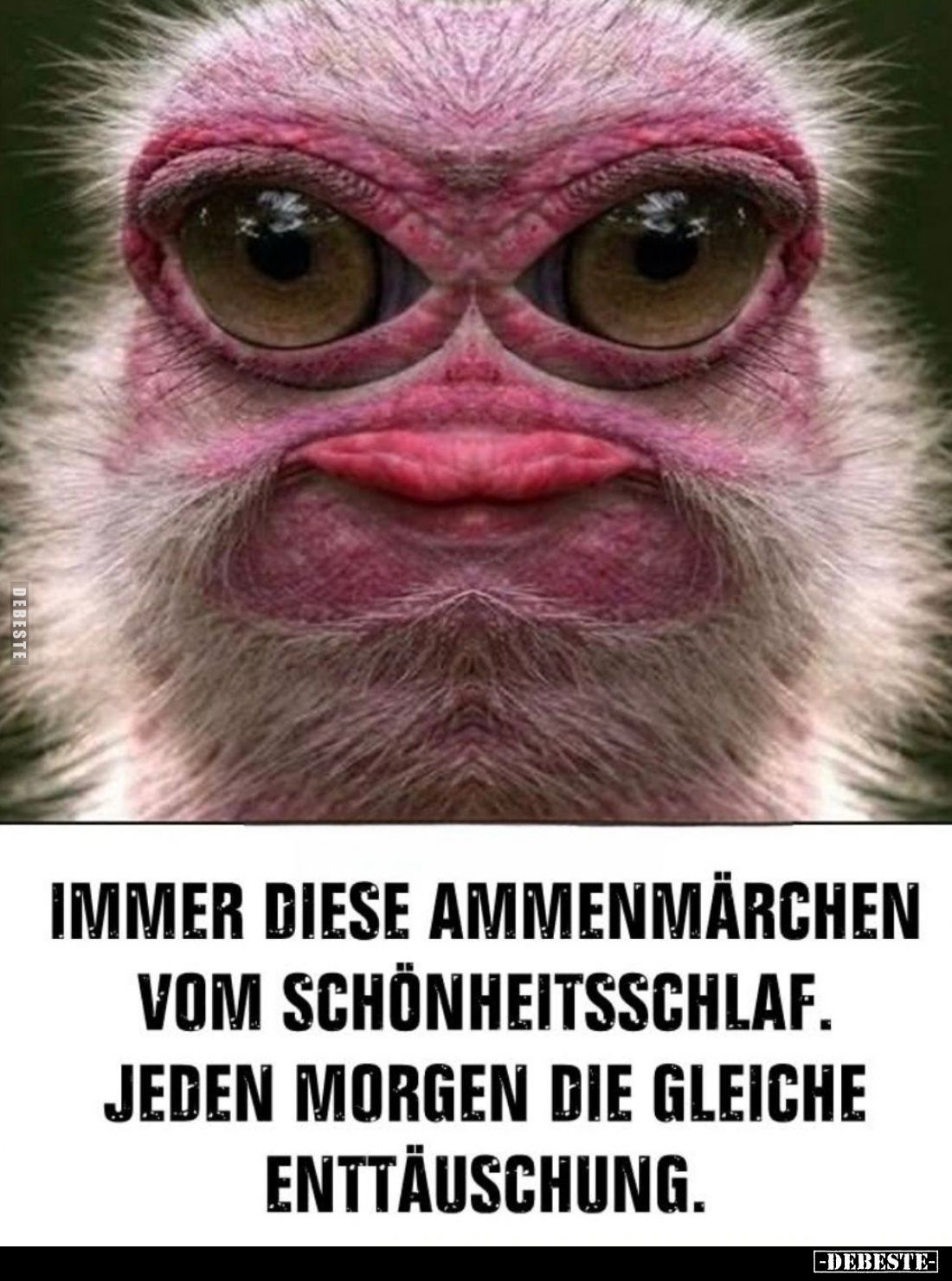 Immer dieses Ammenmärchen
vom Schönheitsschlaf.
Und dann jeden Morgen
die gleiche Enttäuschung.