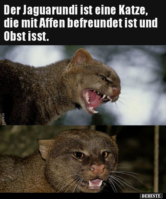 Der Jaguarundi ist eine Katze, die mit Affen befreundet ist..
