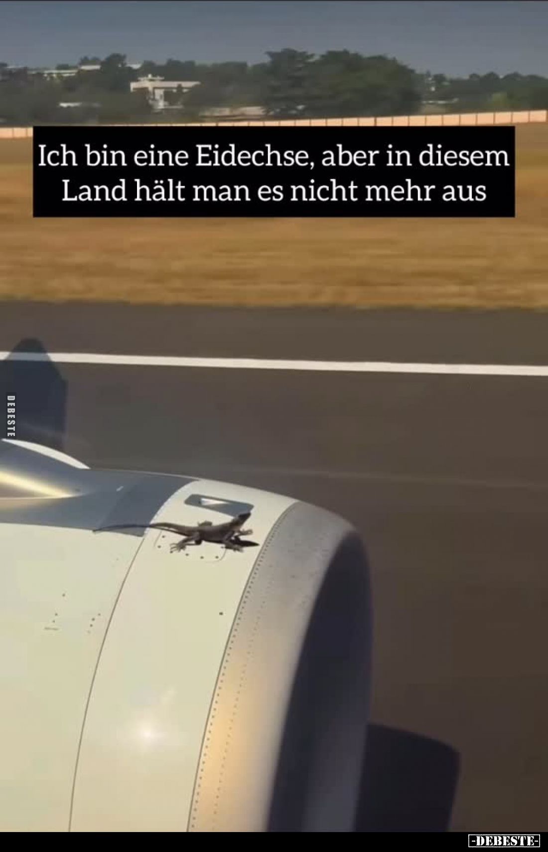 Ich bin eine Eidechse, aber in diesem Land hält man es nicht mehr aus.