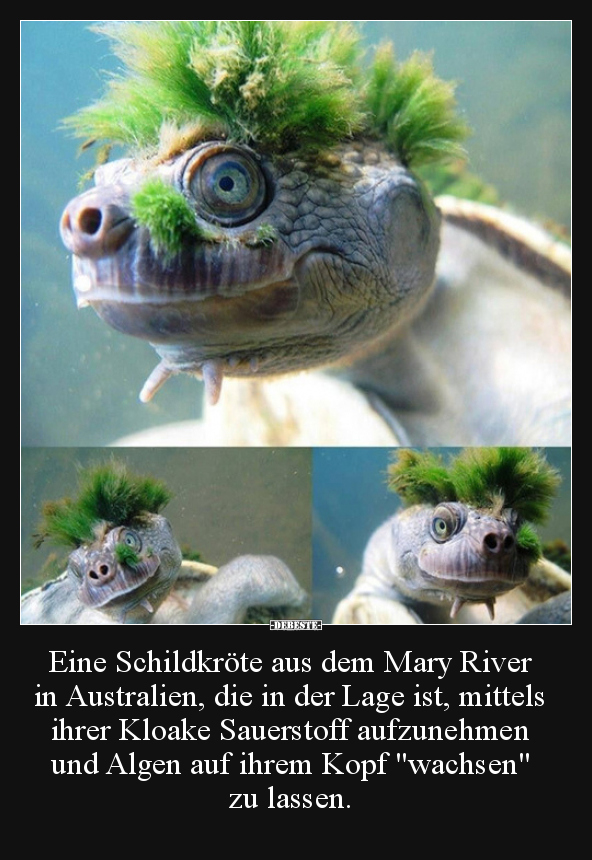 Eine Schildkröte aus dem Mary River in Australien, die in.. - Lustige Bilder | DEBESTE.de