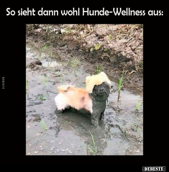 So sieht dann wohl Hunde-Wellness aus:
