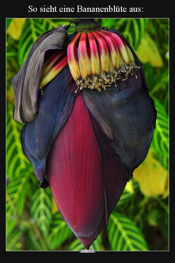 So sieht eine Bananenblüte aus.. - Lustige Bilder | DEBESTE.de