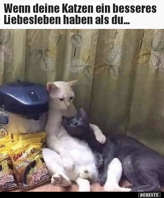 Wenn deine Katzen ein besseres Liebesleben haben als.. - Lustige Bilder | DEBESTE.de