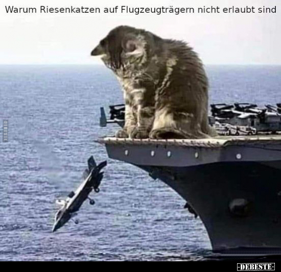 Warum Riesenkatzen auf Flugzeugträgern nicht erlaubt.. - Lustige Bilder | DEBESTE.de