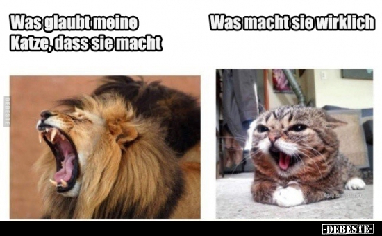 Was glaubt meine Katze, dass sie macht Was macht sie..