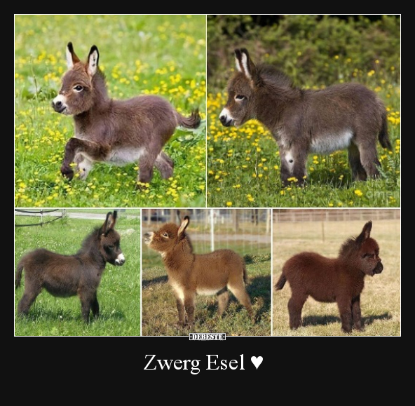 Zwerg Esel ♥.. - Lustige Bilder | DEBESTE.de