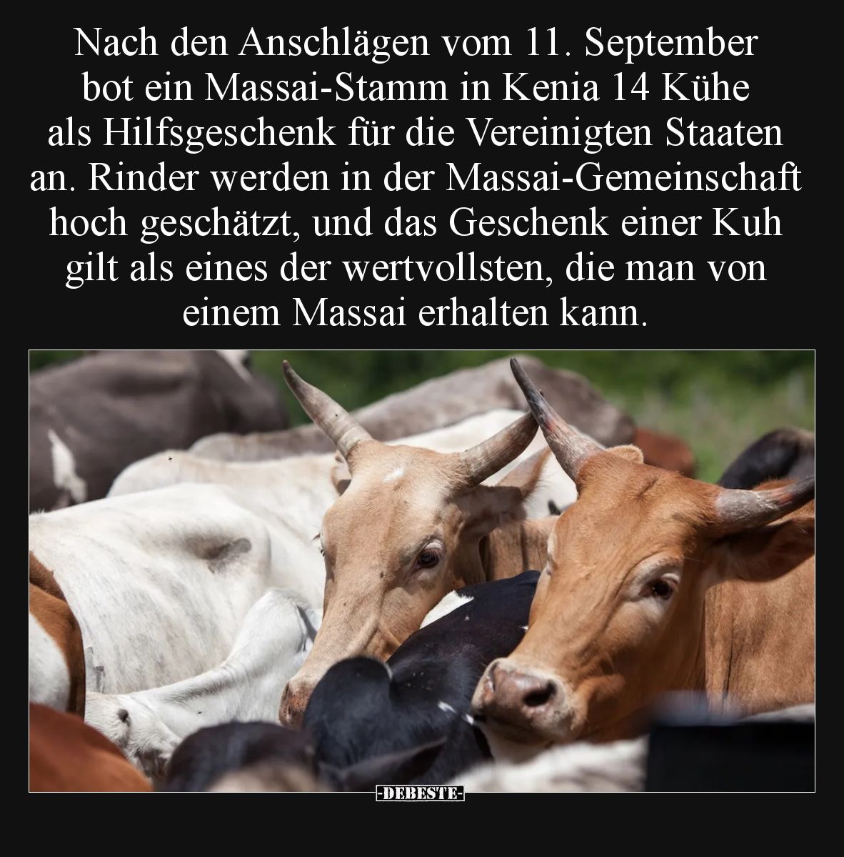 Nach den Anschlägen vom 11. September bot ein Massai-Stamm in Kenia 14 Kühe als Hilfsgeschenk für die Vereinigten Staaten an....