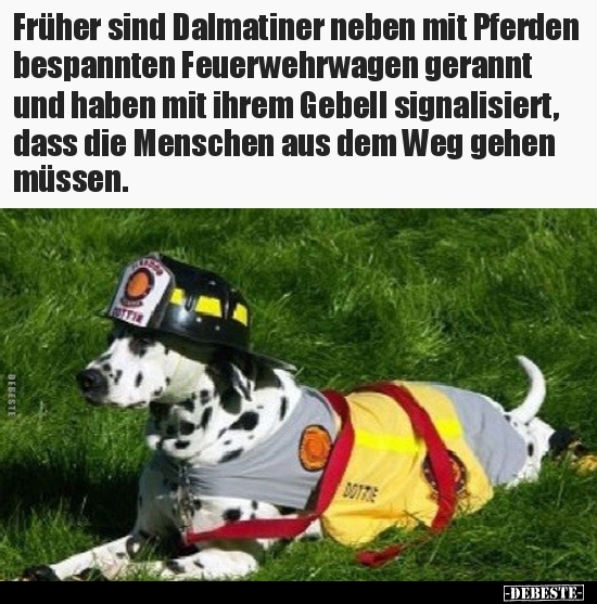 Früher sind Dalmatiner neben mit Pferden bespannten.. - Lustige Bilder | DEBESTE.de