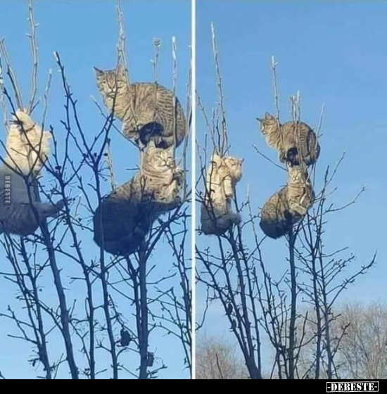  - Lustige Bilder | DEBESTE.de