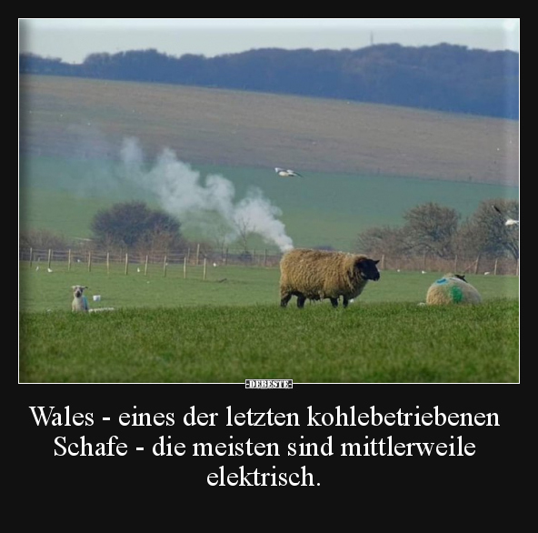 Wales - eines der letzten kohlebetriebenen Schafe.. - Lustige Bilder | DEBESTE.de