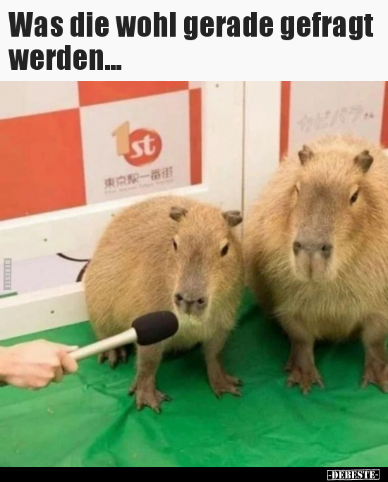 Was die wohl gerade gefragt werden...