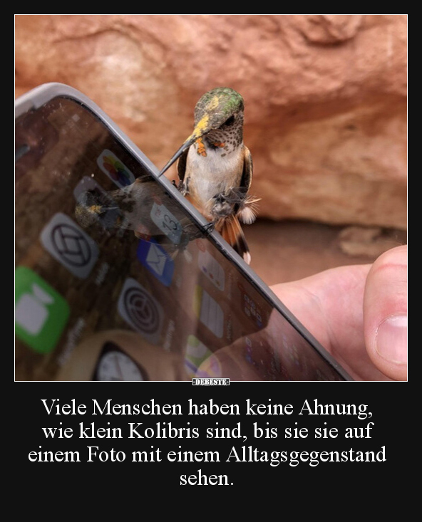 Viele Menschen haben keine Ahnung, wie klein Kolibris.. - Lustige Bilder | DEBESTE.de