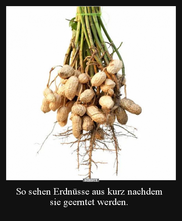 So sehen Erdnüsse aus kurz nachdem sie geerntet werden... - Lustige Bilder | DEBESTE.de