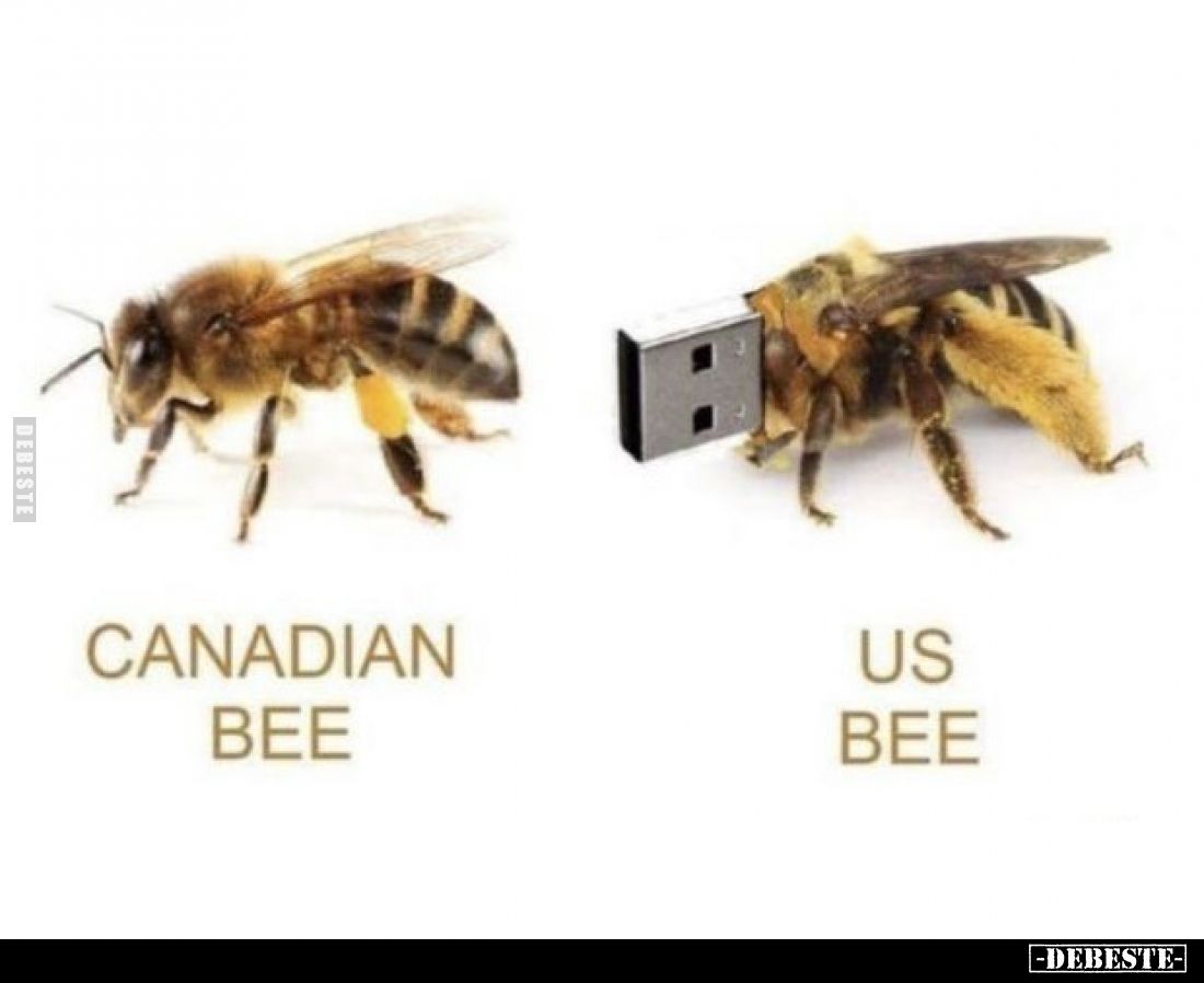 CANADIAN BEE
US BEE