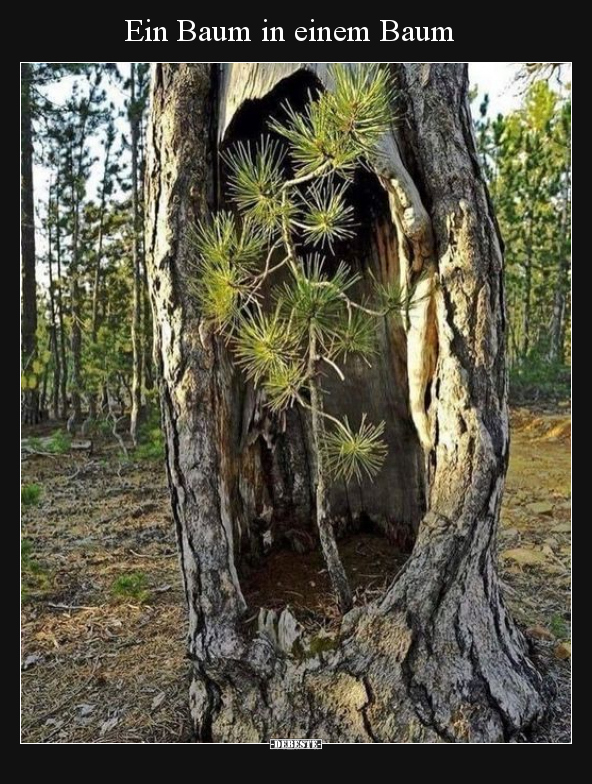 Ein Baum in einem Baum.. - Lustige Bilder | DEBESTE.de