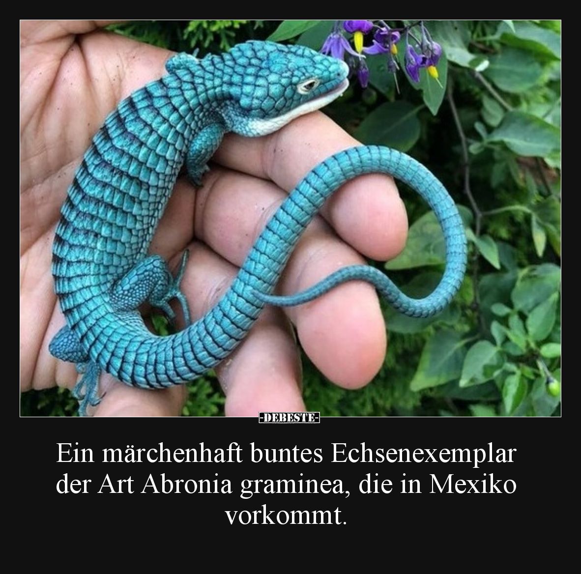 Ein märchenhaft buntes Echsenexemplar der Art Abronia.. - Lustige Bilder | DEBESTE.de