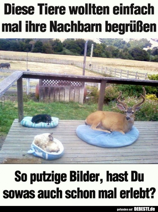 Diese Tiere wollten einfach mal ihre Nachbarn begrüßen.. - Lustige Bilder | DEBESTE.de