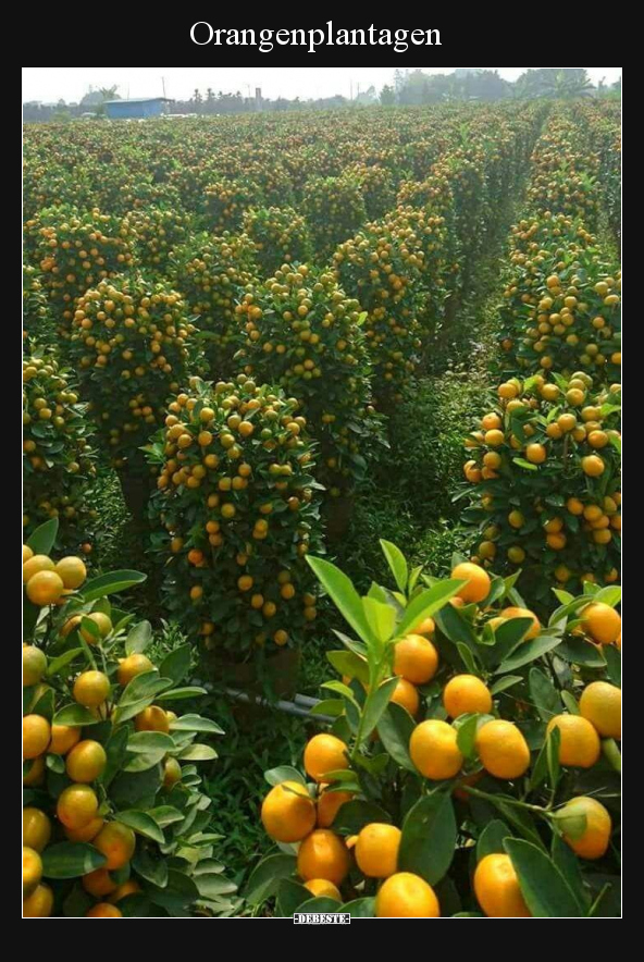 Orangenplantagen.. - Lustige Bilder | DEBESTE.de