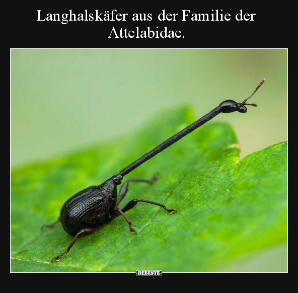 Langhalskäfer aus der Familie der Attelabidae... - Lustige Bilder | DEBESTE.de