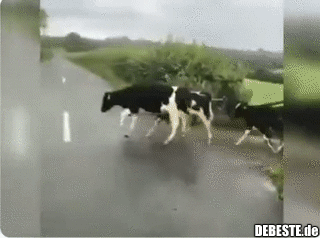 Die Kühe denken, sie müssen über die weiße Linie springen.. - Lustige Bilder | DEBESTE.de