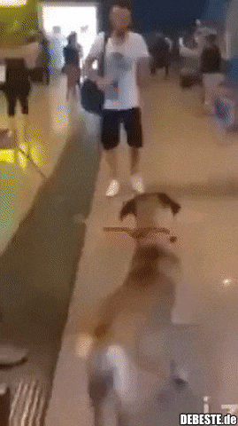 Rückkehr zum Herrchen nach 5 Jahren